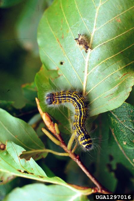 lunik ali lipov prelec (<i>Phalera bucephala</i>) na <i>Fagus sylvatica</i>