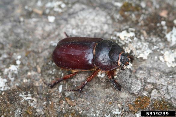 nororožec (<i>Oryctes nasicornis</i>)