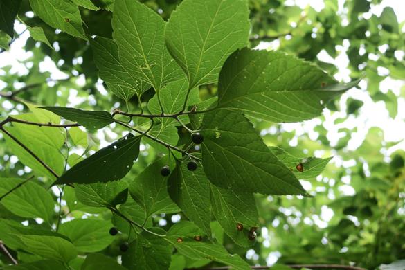 <i>Celtis occidentalis</i>