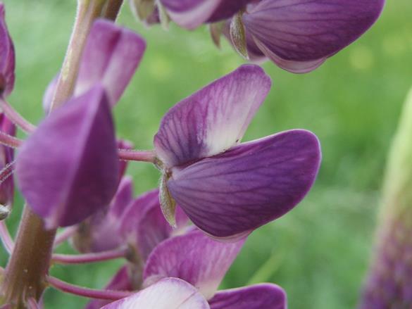 <i>Lupinus polyphyllus</i>
