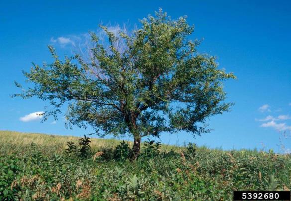 <i>Ulmus pumila</i>