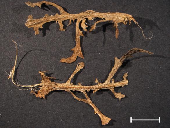 Coleosporium senecionis