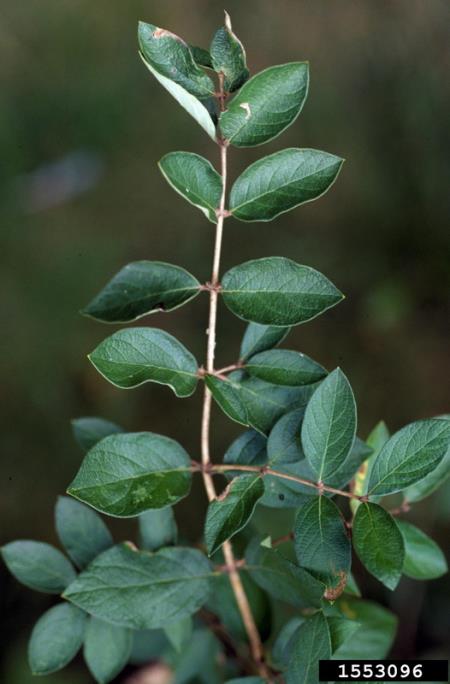 <i>Lonicera tatarica</i>