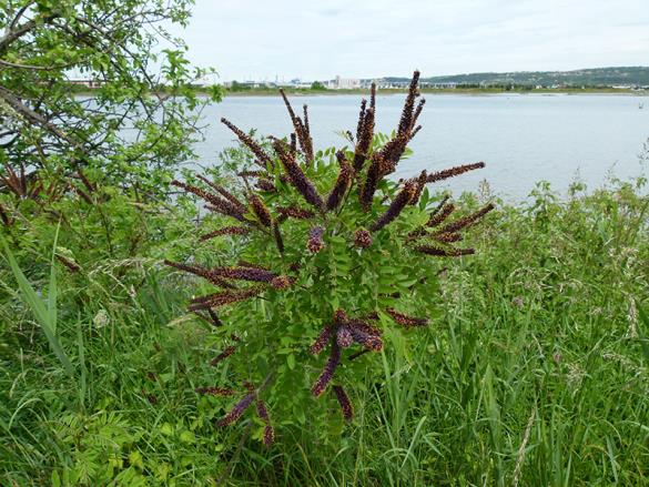 <i>Amorpha fruticosa</i>