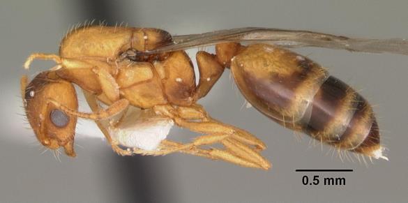 Lasius niger