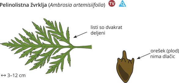<i>Ambrosia artemisiifolia</i>