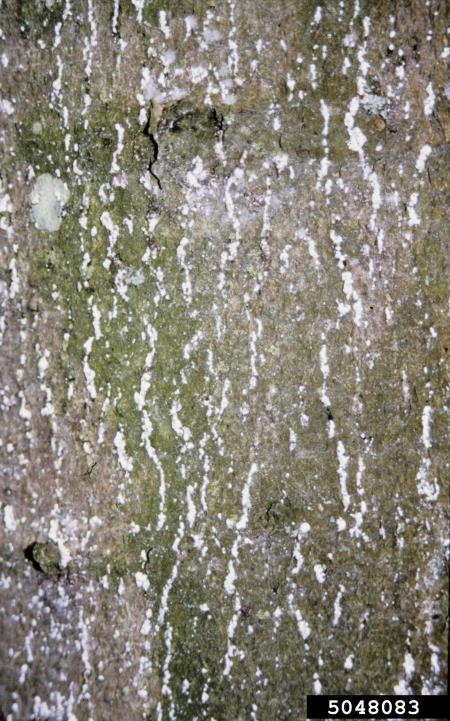 bukov kapar (<i>Cryptococcus fagisuga</i>) na <i>Fagus grandifolia</i>