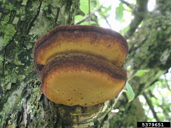 sršati luknjač (<i>Inonotus hispidus</i>) na <i>Malus</i> spp.