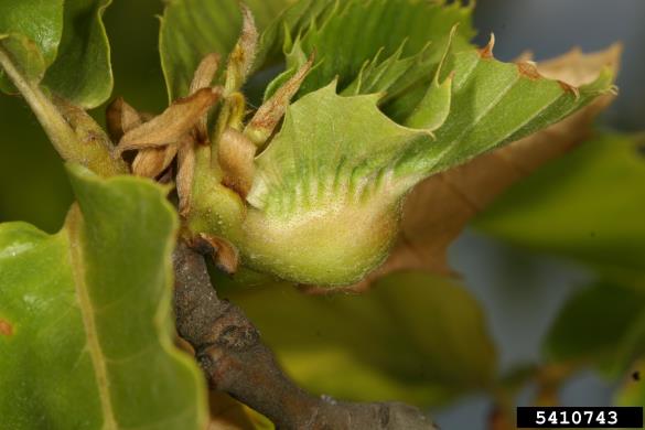 kostanjeva šiškarica (<i>Dryocosmus kuriphilus</i>) na <i>Castanea</i> spp.