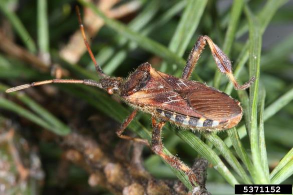 storževa listonožka (<i>Leptoglossus occidentalis</i>)