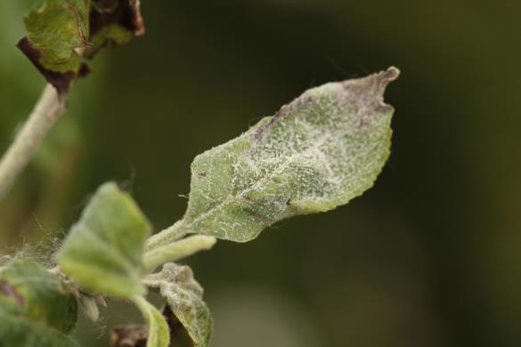 <i>Podosphaera leucotricha</i>