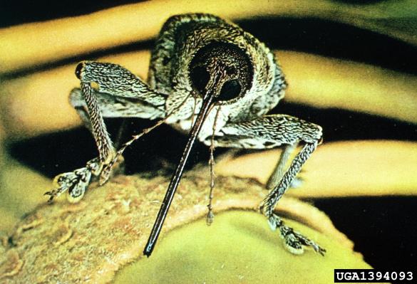 leskov semenar (<i>Curculio nucum</i>)