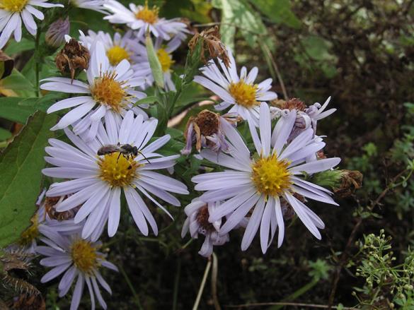 <i>Symphyotrichum</i>