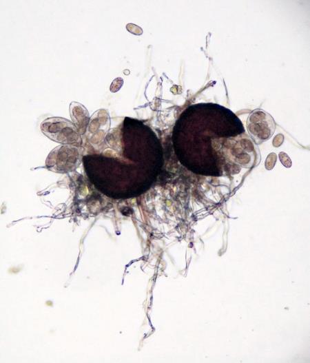 <i>Erysiphe aquilegiae</i>