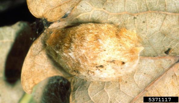 zlatnica ali zlatoritka (<i>Euproctis chrysorrhoea</i>)
