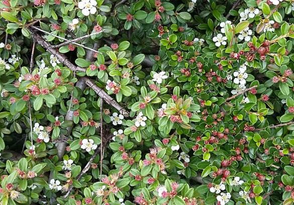 <i>Cotoneaster horizontalis</i>