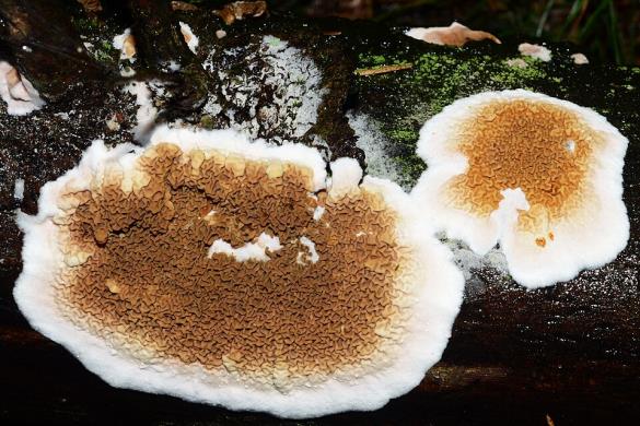 <i>Serpula himantioides</i>