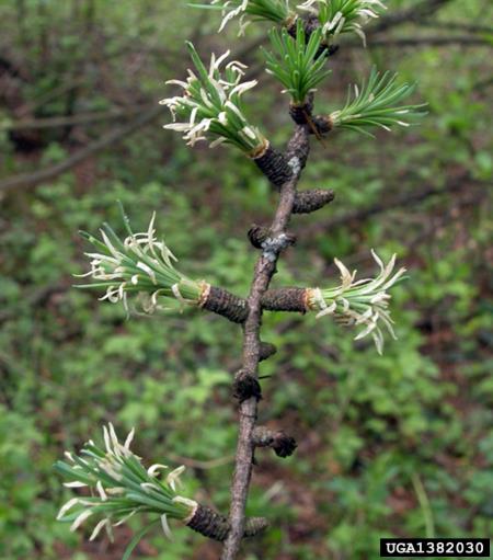 molj macesnovih iglic (<i>Coleophora laricella</i>) na <i>Larix decidua</i>