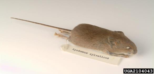 navadna belonoga miš (<i>Apodemus sylvaticus</i>)