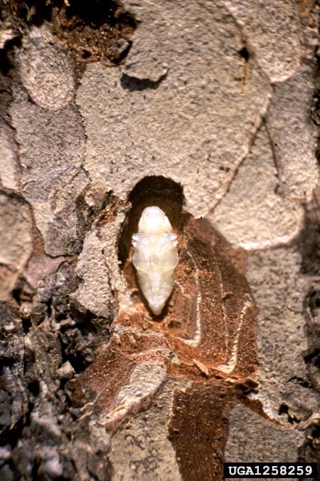 modri borov krasnik (<i>Melanophila cyanea</i>)