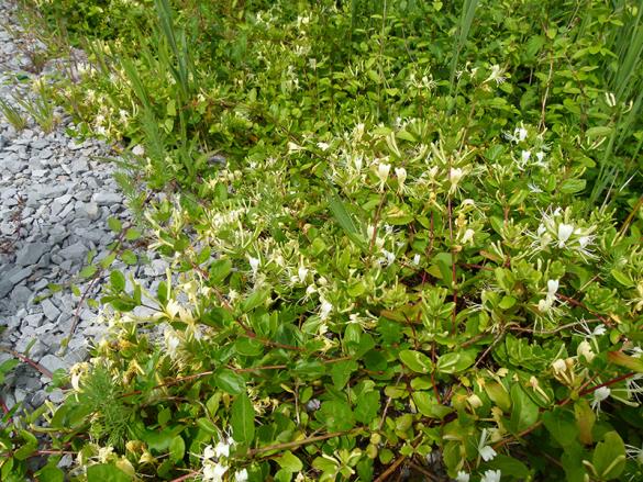 <i>Lonicera japonica</i>