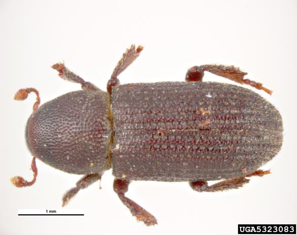 smrekov koreninar (<i>Hylastes cunicularius</i>)