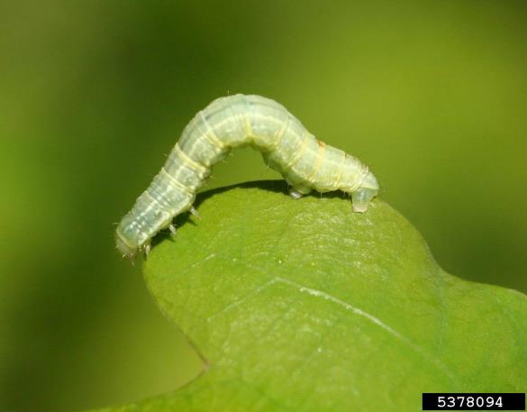 mali zimski pedic ali mali zmrzlikar (<i>Operophtera brumata</i>) na <i>Quercus</i> spp.