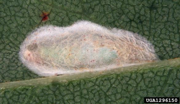 robinijev listni zavrtač (<i>Parectopa robiniella</i>)