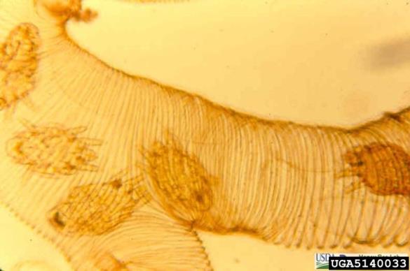 <i>Acarapis vagans</i>
