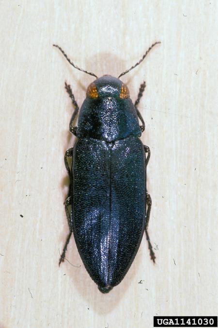 modri borov krasnik (<i>Melanophila cyanea</i>)