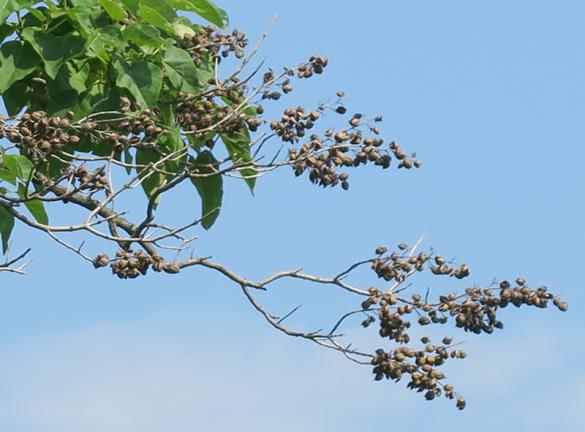 <i>Paulownia tomentosa</i>