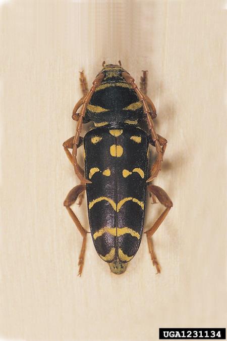 slokasti jarec (<i>Plagionotus arcuatus</i>)