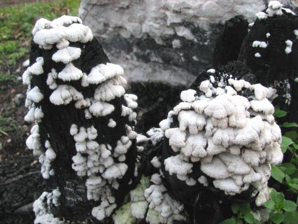 Schizophyllum commune