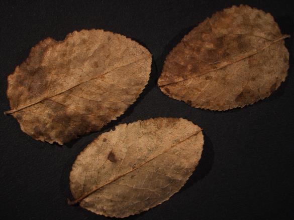 Thekopsora vacciniorum