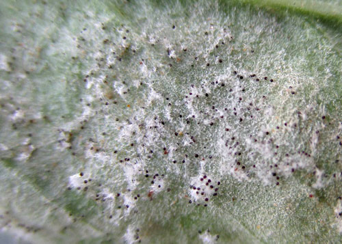 <em>Erysiphe euonymi</em>