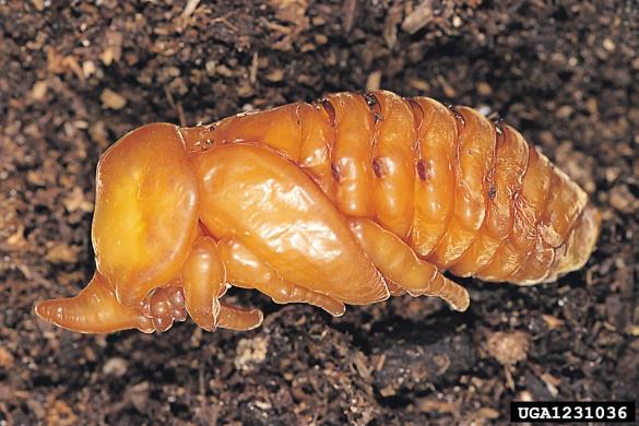 nororožec (<i>Oryctes nasicornis</i>)