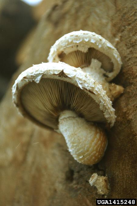 topolov luskinar (<i>Pholiota destruens</i>) na <i>Populus</i> spp.