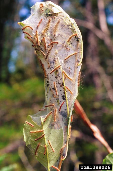 murvar ali murvin prelec (<i>Hyphantria cunea</i>) na <i>Prunus serotina</i>