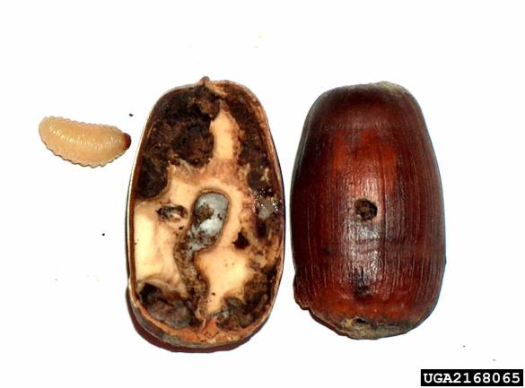 hrastov semenar (<i>Curculio glandium</i>) na <i>Quercus petraea</i>