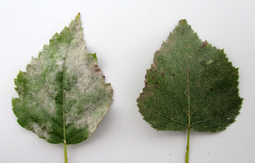 <em>Erysiphe ornata</em>
