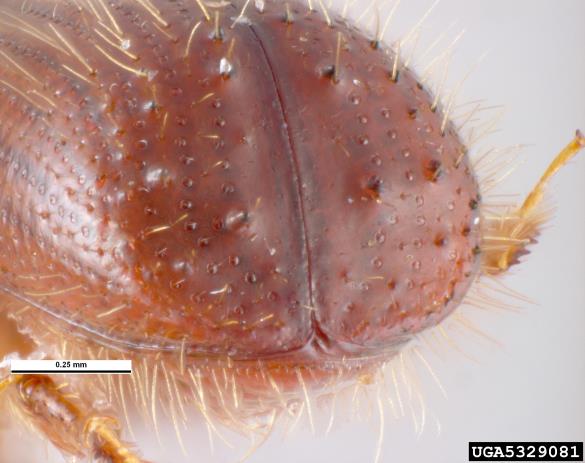 mali črni lesar (<i>Xyleborus monographus</i>)