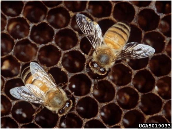 medonosna čebela (<i>Apis mellifera</i>)