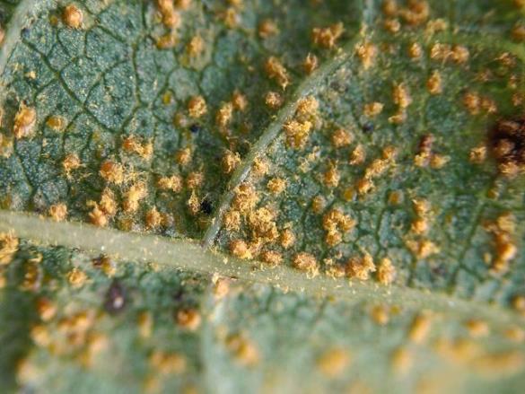 <i>Melampsoridium hiratsukanum</i>