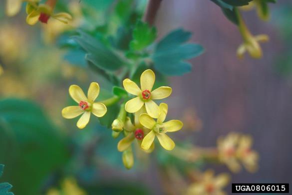 <i>Ribes aureum</i>