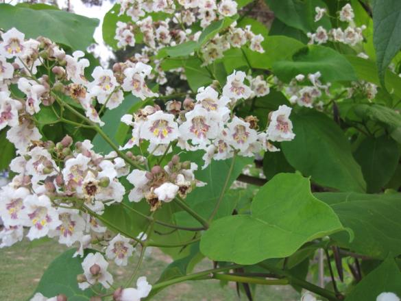 <i>Catalpa bignonioides</i>