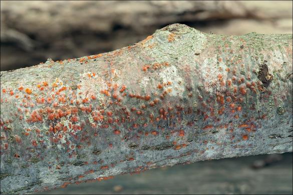 <i>Eutypella quaternata</i>