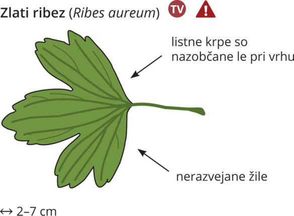 <i>Ribes aureum</i>