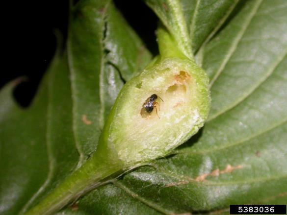 kostanjeva šiškarica (<i>Dryocosmus kuriphilus</i>)