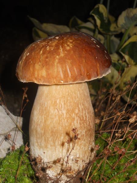 Boletus aestivalis