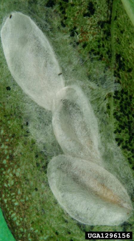 listni zavrtač robinije (<i>Phyllonorycter robiniella</i>)